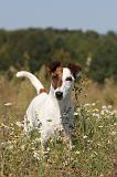 FOX TERRIER POIL LISSE 141